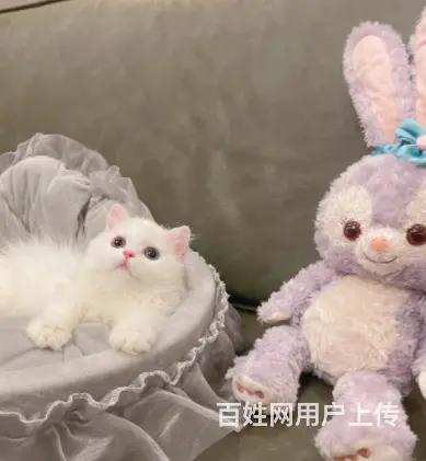 哪里有卖矮脚拿破仑猫的多少钱 中国人不骗中国人 - 图片 5