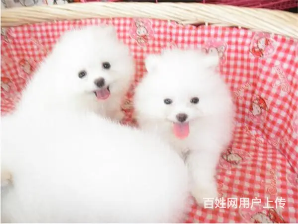 七台河去哪里买博美靠谱一点 买博美的靠谱途径 - 图片 3