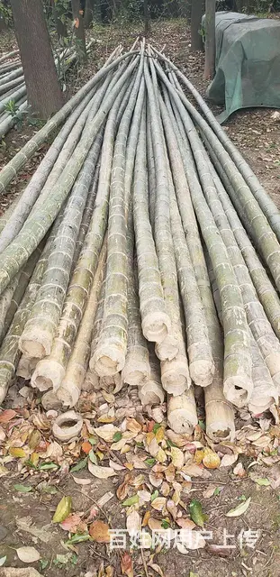 苏州竹别墅,竹屋,竹楼,竹房子竹篱笆 - 图片 3