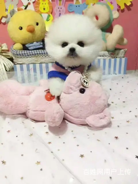 赛级博美幼犬 球体博美签协议保纯 - 图片 1