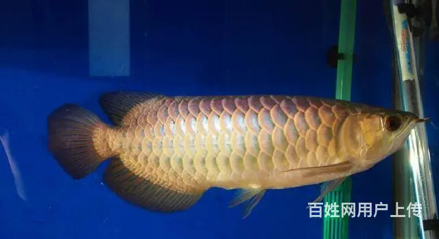 自家养的龙鱼 精品四纹虎5条皇冠黑白2条 斑马狗头 - 图片 10