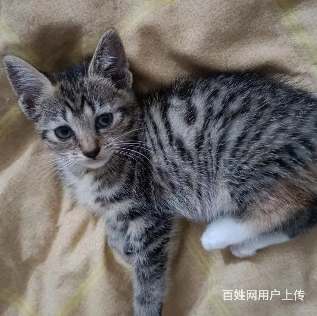 【搞定了！】中华田园狸花猫小奶猫领养 - 图片 1