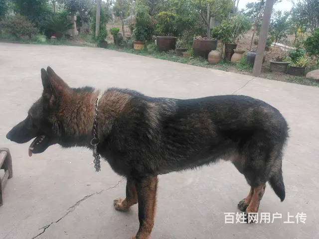 狼灰色东德种公 - 图片 3