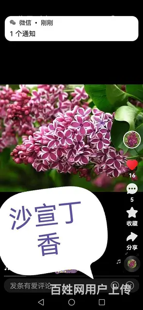 新品种花卉垂丝丁香欧丁香专业除杂草苗木修剪 - 图片 2