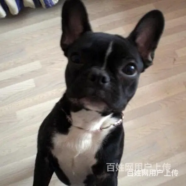 吕梁法斗价格哪儿有卖法斗 - 图片 1
