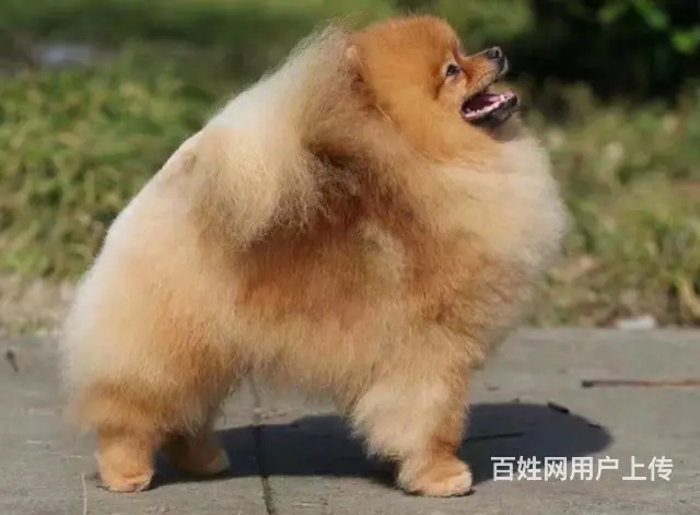 台州知名犬舍有博美出售 狗美价廉 包健康 - 图片 2