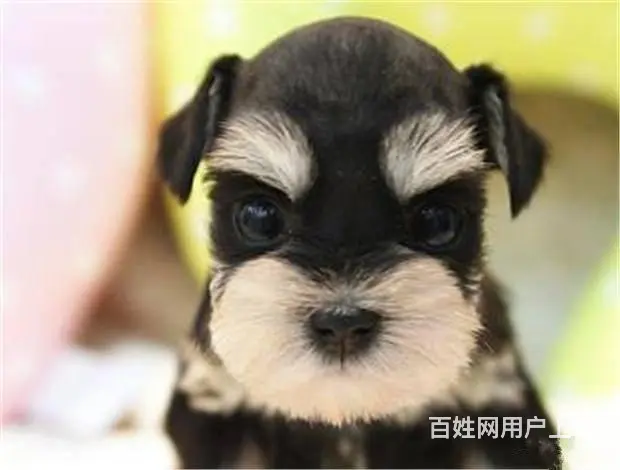 广州宠物狗 迷你雪纳瑞犬 纯种雪纳瑞狗狗幼犬出售 - 图片 1
