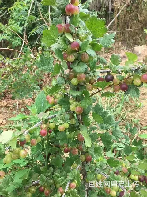 灯笼果树苗 醋栗苗 - 图片 1