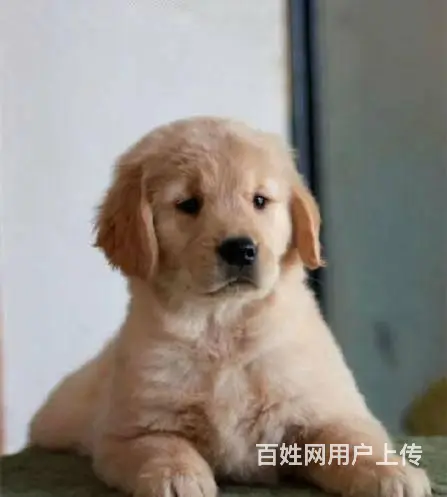 现在哪有卖金毛犬的 现在金毛多少钱一只 - 图片 10