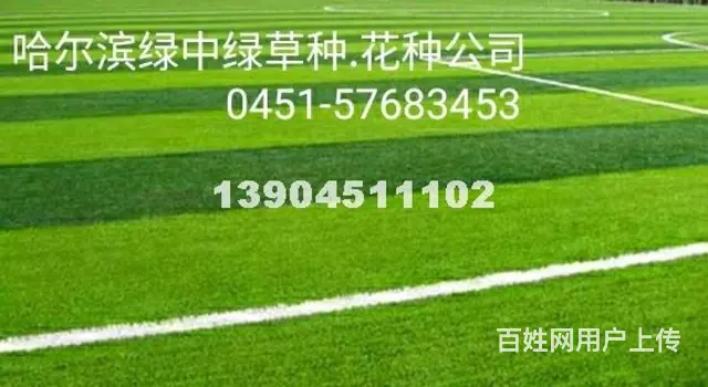 _哈尔滨绿中绿草种公司 - 图片 2