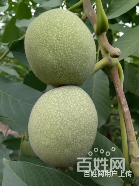 青皮核桃 - 图片 6