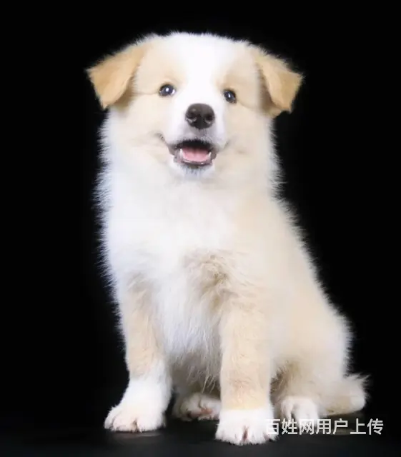 北京【CKU边牧犬舍】边牧现货可挑边牧价格图片视频 - 图片 5