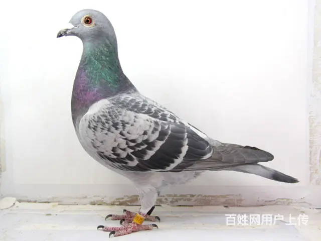 收鸽子，清棚 - 图片