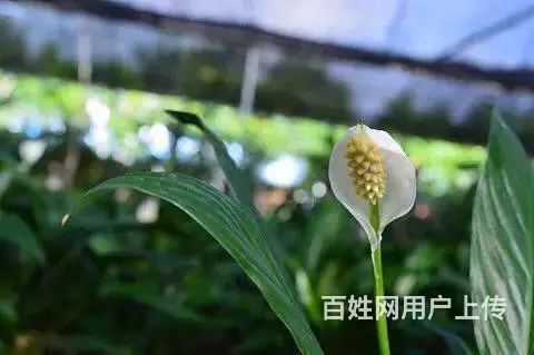 花卉苗木 - 图片 4
