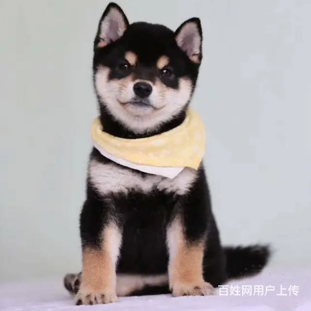 纯种日本柴犬多少钱 北京哪里有卖柴犬 纯种柴犬价格 - 图片 7