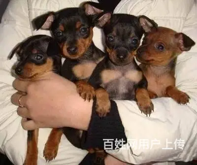 出售纯种小鹿幼犬  小鹿犬图片  小鹿犬价格 - 图片 2