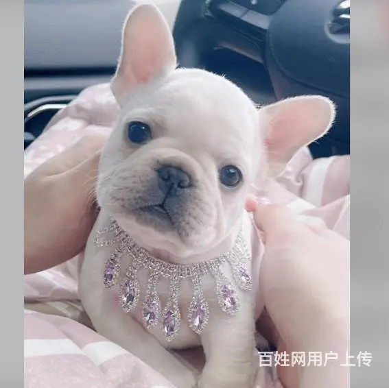 广州雪纳瑞约克夏泰迪比熊博美马尔泰柯基柴犬法斗 - 图片 11
