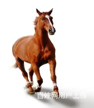 甘肃管家婆 快马批发 - 图片