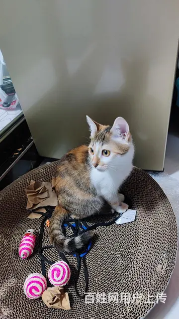 小橘猫找人领养 - 图片 2