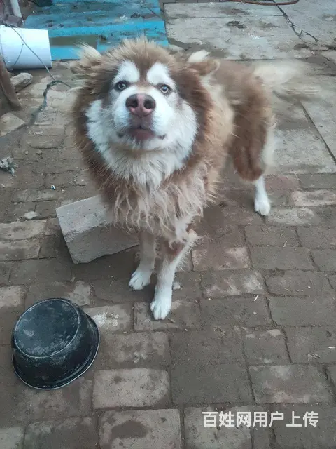 ，便宜出售阿拉斯加雪橇犬 - 图片 3