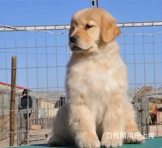 纯种金毛 大毛量金毛犬 均有血统证书和芯片 - 图片 6