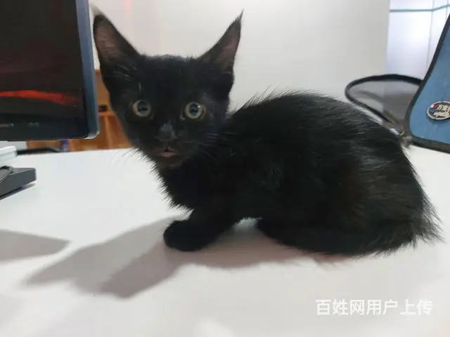 【搞定了！】中华田园黑猫玄猫小奶猫免费领养 - 图片 2