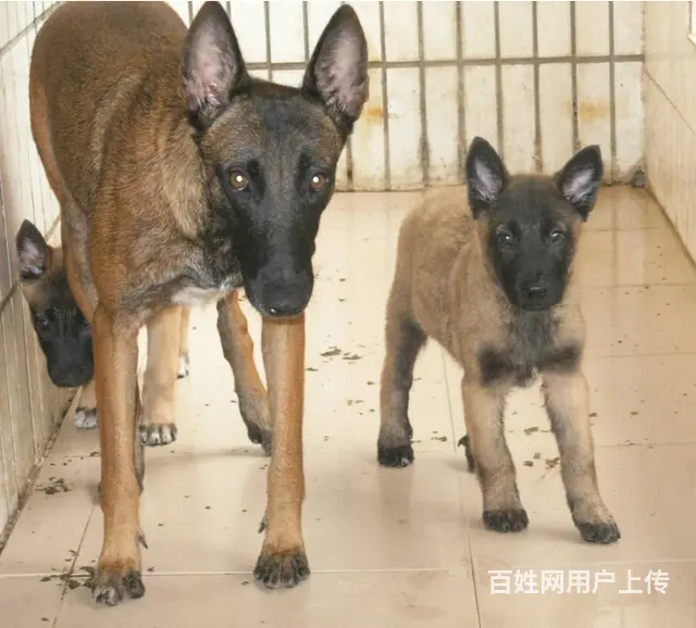 吕梁CKU认证马犬基地  马犬犬舍直销 - 图片 12