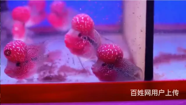 广州哪里有卖热带鱼的 - 图片 1