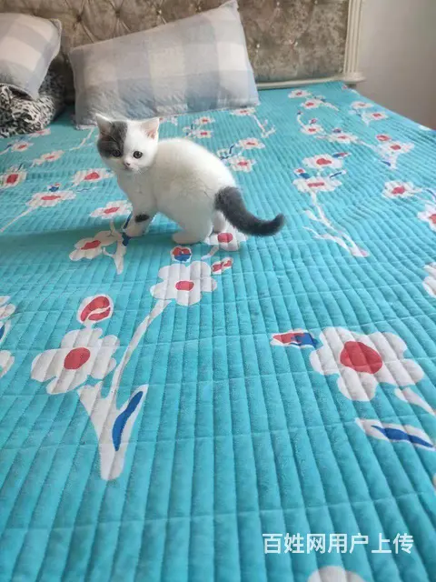 猫猫 - 图片 7
