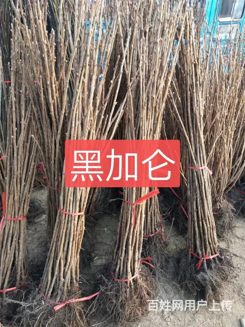 七台河大山苗木种植园 - 图片 6