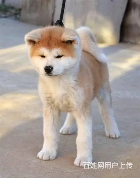 纯种日系秋田犬出售 忠犬八公 保纯种健康 欢迎来参 - 图片 3