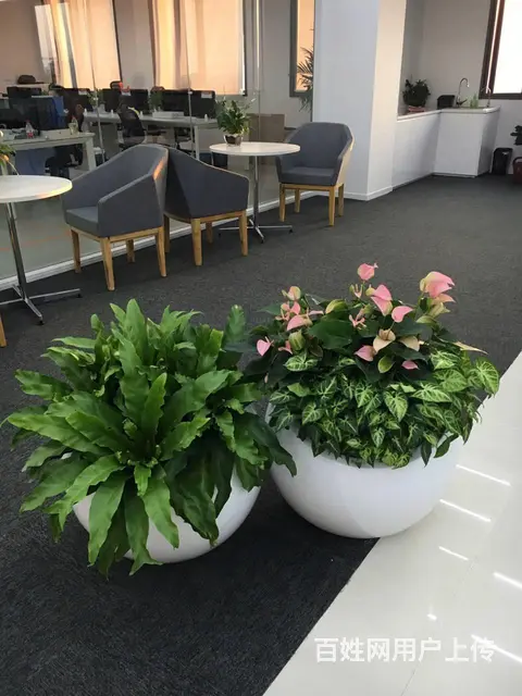 中山室内外办公室绿植花卉租摆 - 图片 4