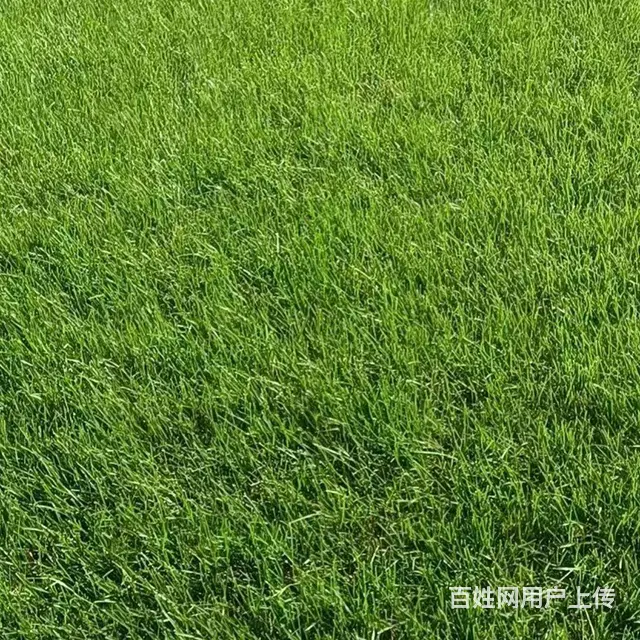 大量出售绿化草坪 - 图片