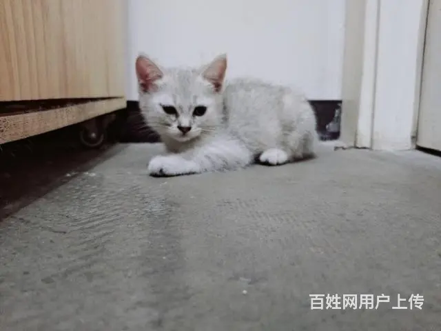 自家猫咪生的小不点，还有一个母的，三个公的，求收养 - 图片 2