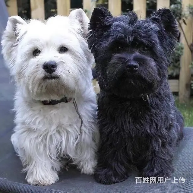 北京通州西高地多少钱一只 西高地好养活吗 - 图片 1