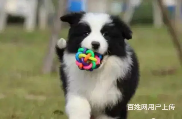 承德边牧怎么卖 家养边牧 疫苗齐全 - 图片 11