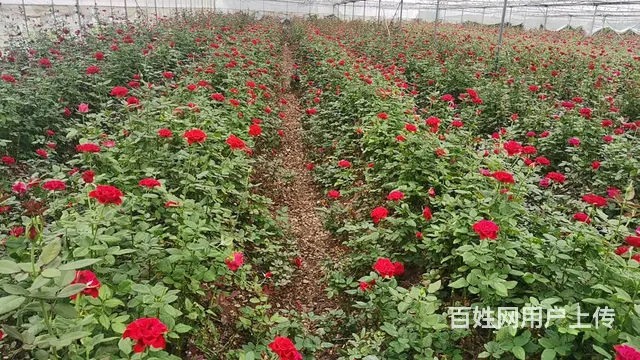 5751（商客网） 楚雄禄丰市彩云镇大棚转让 - 图片 7