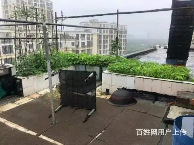 美林湖旁香树湾名苑复试 楼上楼下露台 空中花园 葡萄园 菜园 - 图片 4