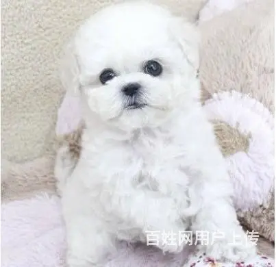 广州比熊犬一只多少钱 实体犬舍 自家繁殖保健康 - 图片 1