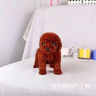 泰迪贵宾专卖,各色泰迪出售中,包健康,签健康协议 - 图片 5