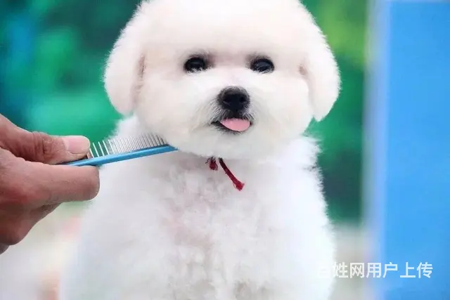 纯种比熊 小体比熊 带证书芯片出售中 - 图片 5