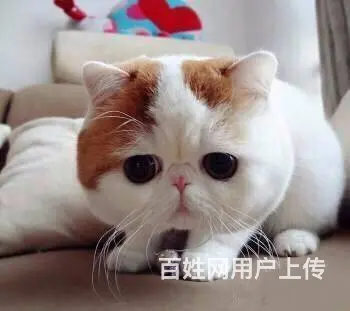 高端加菲猫CFA全国首家支持淘宝平台咸鱼送用品 - 图片 8