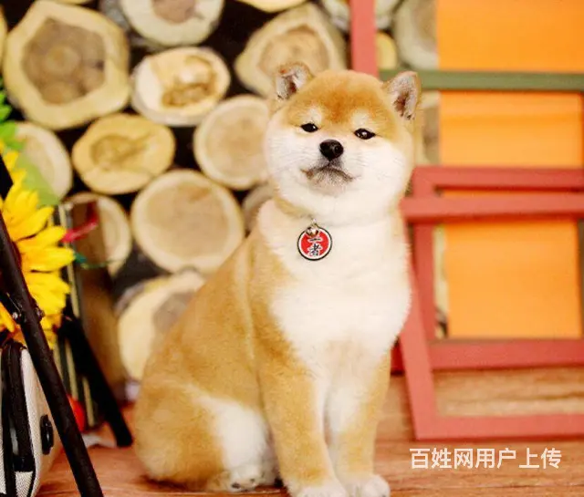日本柴犬出售 冠军品质 赛级血统 签协议 - 图片 6
