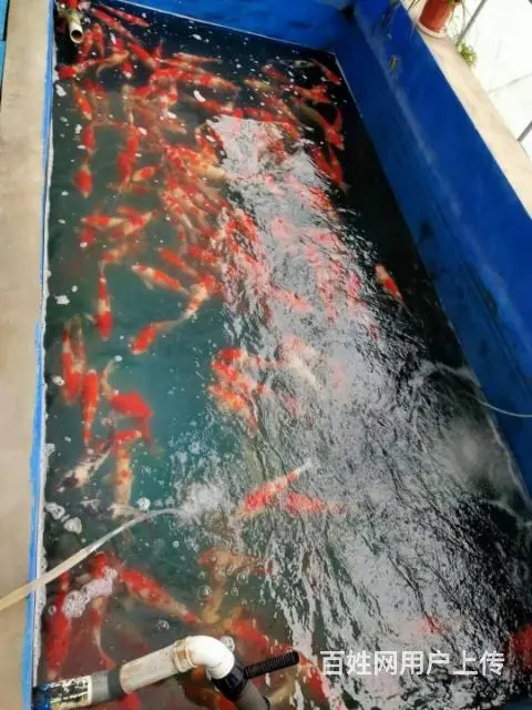 苏州锦鲤鱼出售 - 图片 3