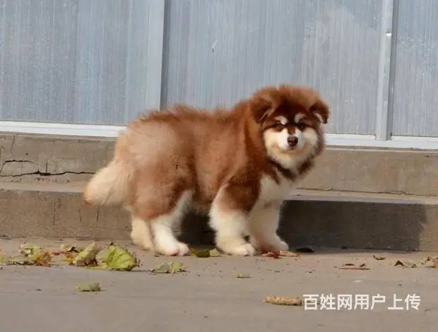 巨型阿拉斯加雪橇犬 多款颜色阿拉待售 健康质保半年 - 图片 9