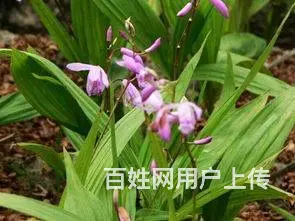 湖北百草堂白芨种植盈利有前景，深受广大消费者青睐 - 图片 2
