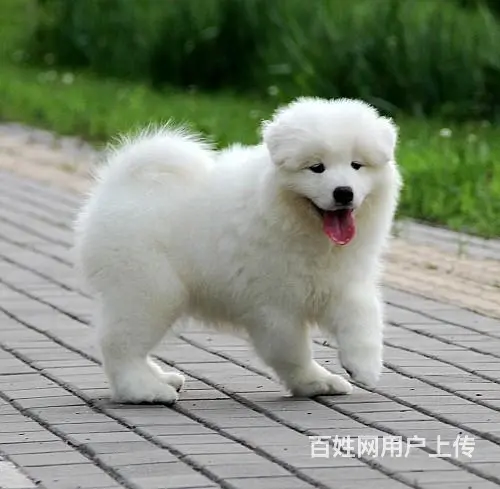 烟台哪里有出售萨摩耶幼犬宝宝 定时做疫苗和驱虫 公 - 图片 4