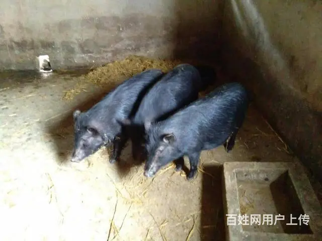 纯散养巴马香猪年猪出售、巴马烤乳猪订购 - 图片 5