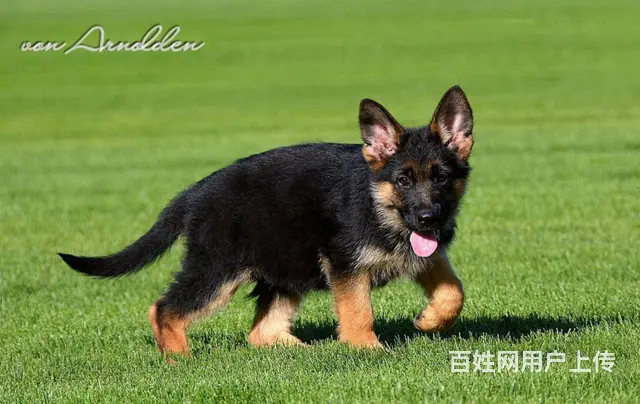 平顶山纯种德国牧羊犬赛级德牧赛系德牧 签署协议 品 - 图片 6