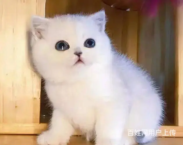 【cfa血统证书】 家养渐层 包健康 - 图片 1